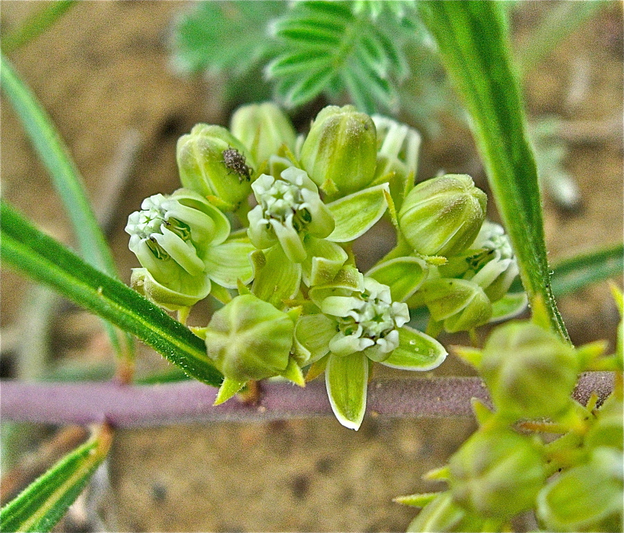 Asclepias stenophylla