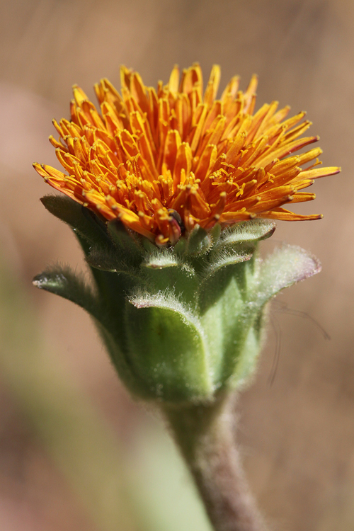 Agoseris aurantiaca var. aurantiaca Agoseris aurantiaca var. aurantiaca