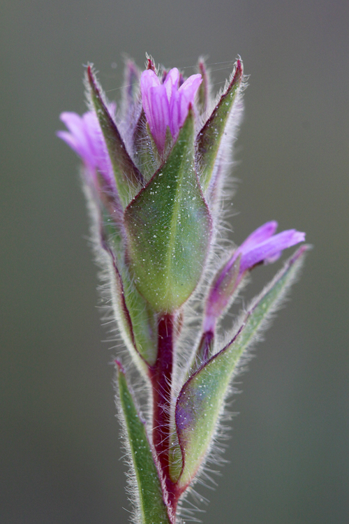 Epilobium torreyi