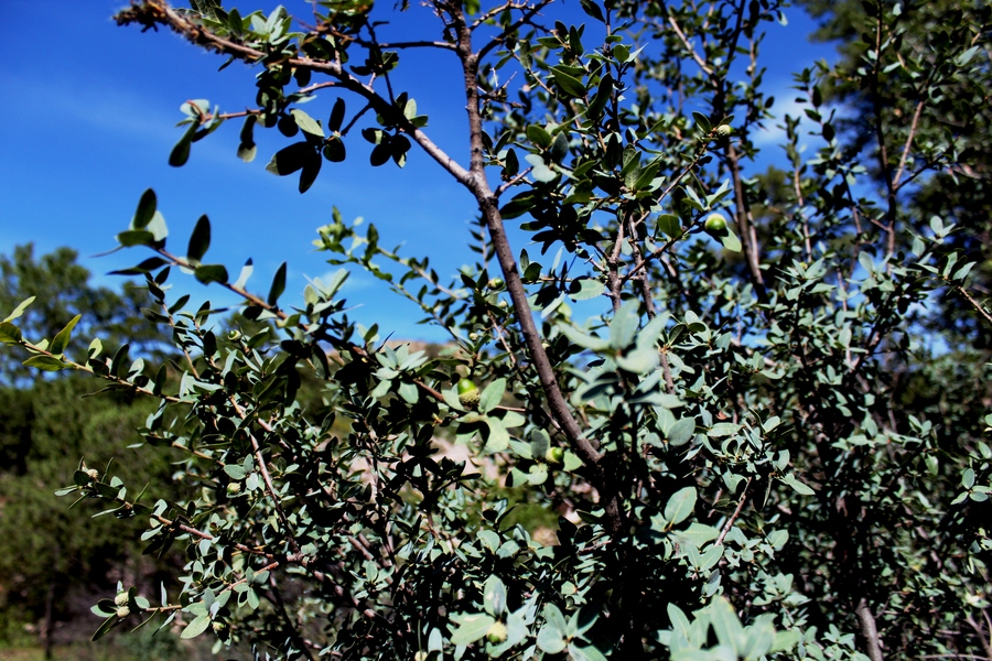 Quercus depressipes