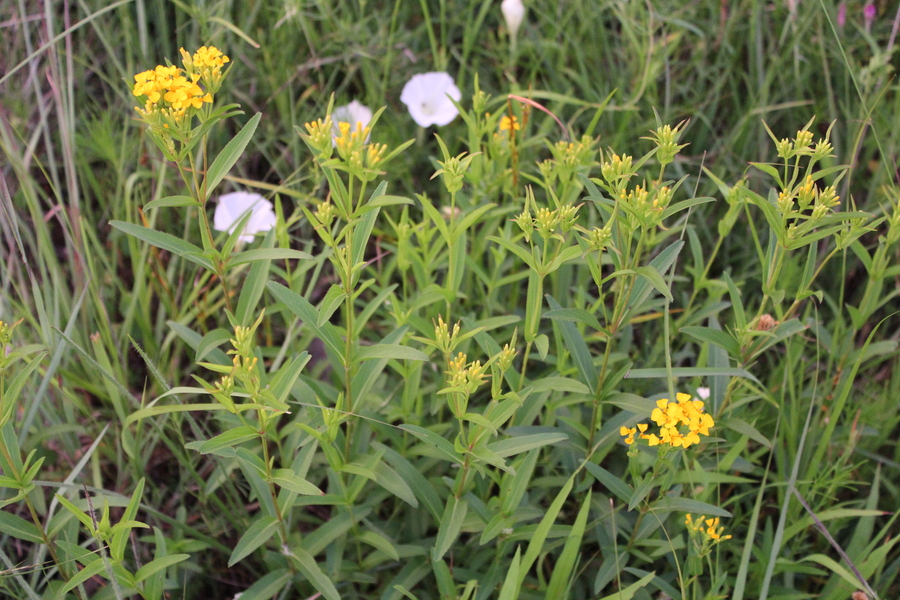 Tagetes lucida