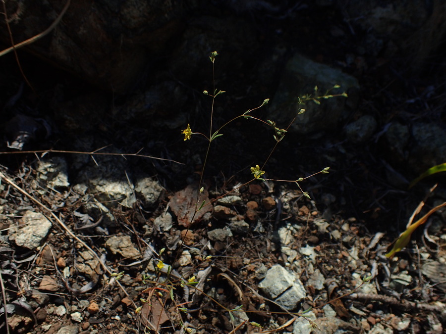 Hesperolinon bicarpellatum