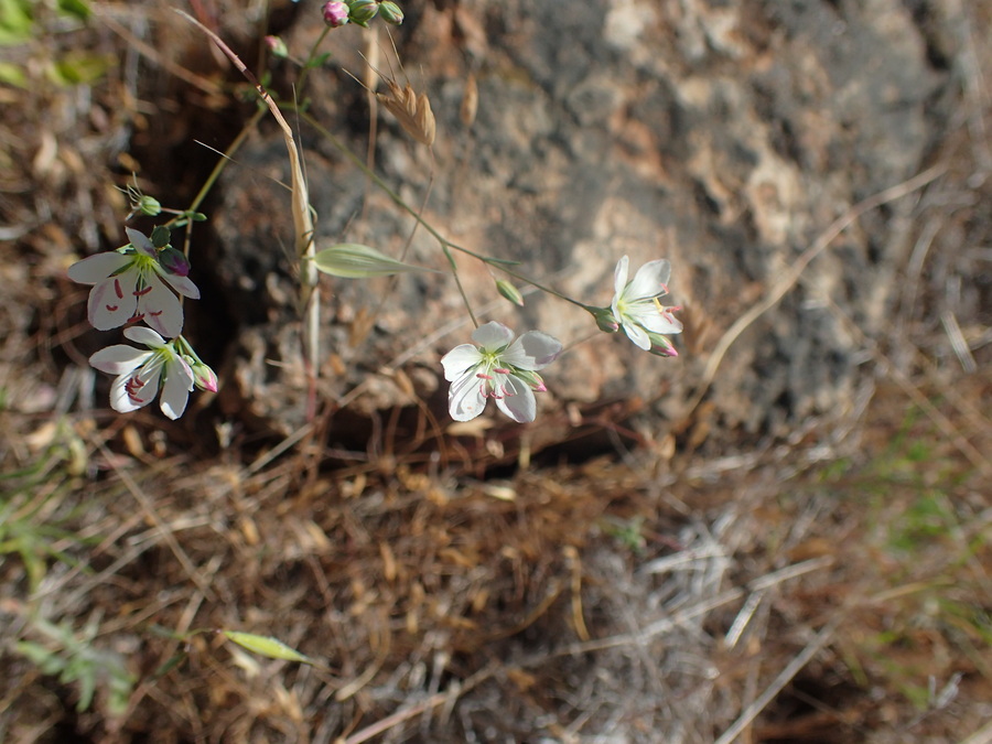 Hypericum californicum