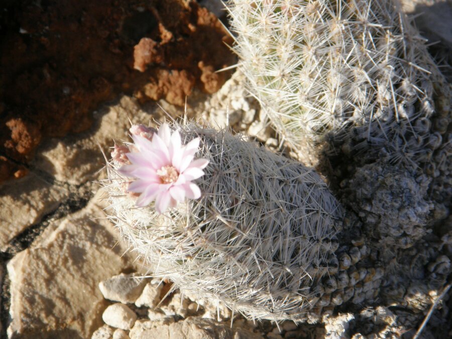 Coryphantha tuberculosa