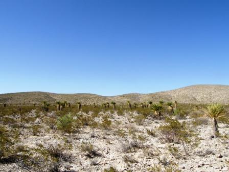 Matorral Desertico Microfilo
