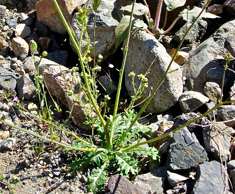 Gilia cana ssp.speciosa
