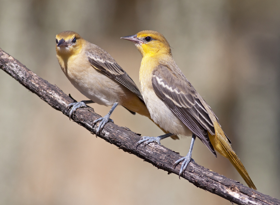 Icterus bullockii Icterus bullockii