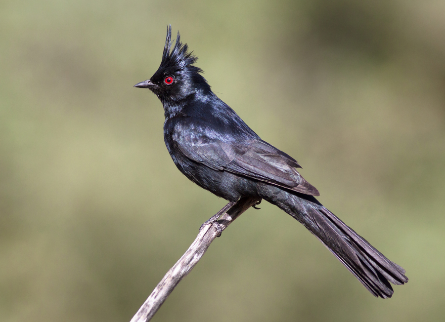 Phainopepla nitens Phainopepla nitens