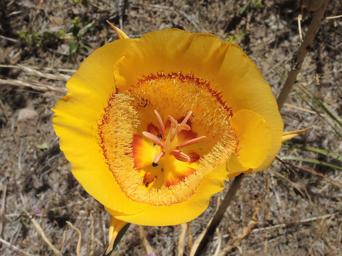 Calochortus clavatus var. avius Calochortus clavatus var. avius