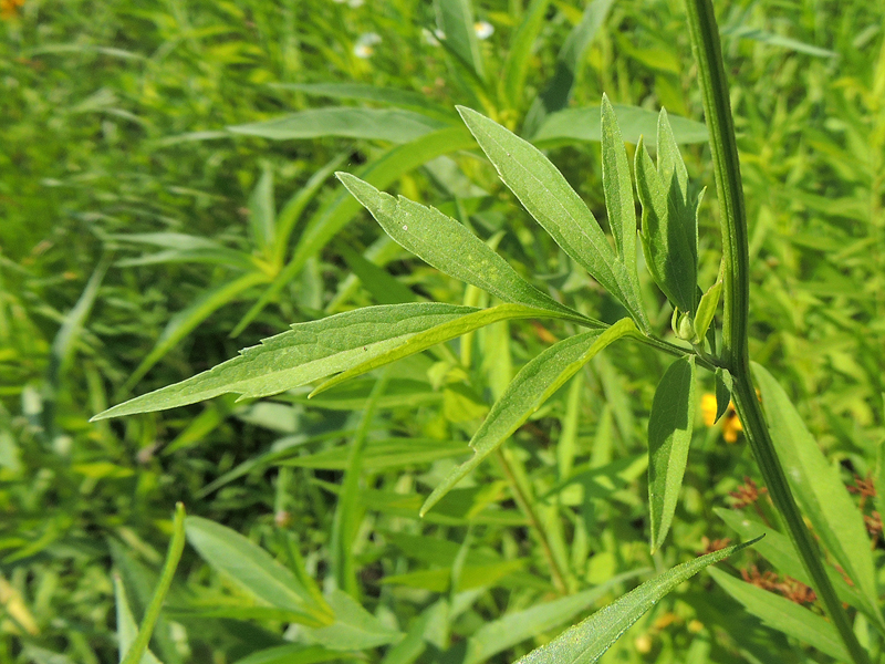Ratibida pinnata Ratibida pinnata