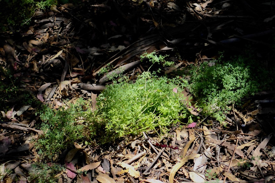 Fumaria muralis