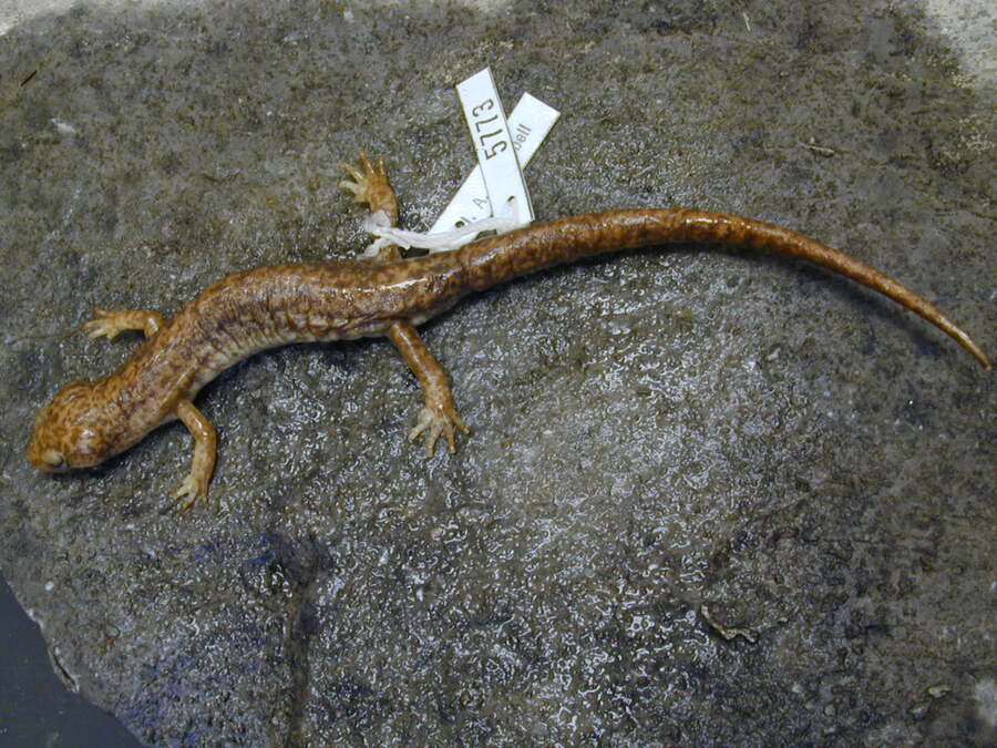 Pseudoeurycea aquatica