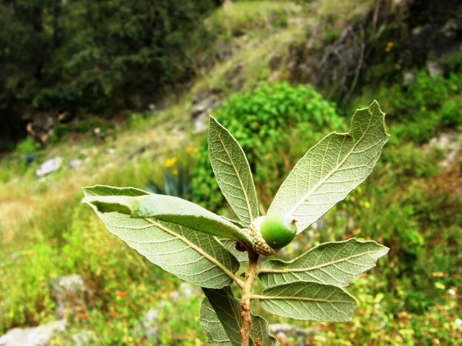 Quercus arizonica