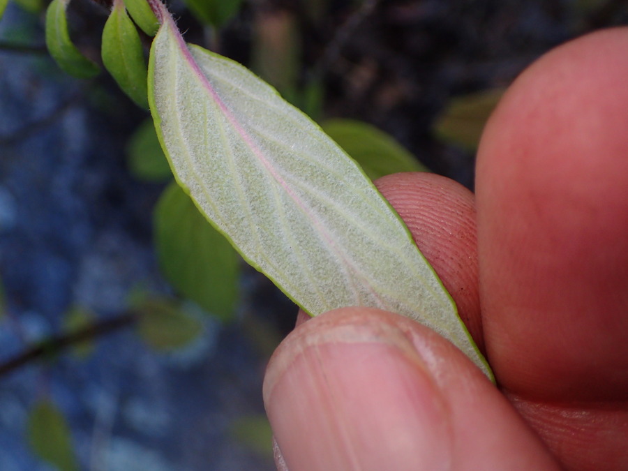 Monardella hypoleuca ssp. hypoleuca