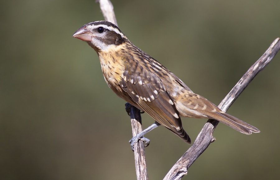 Pheucticus melanocephalus