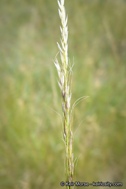 Stipa viridula