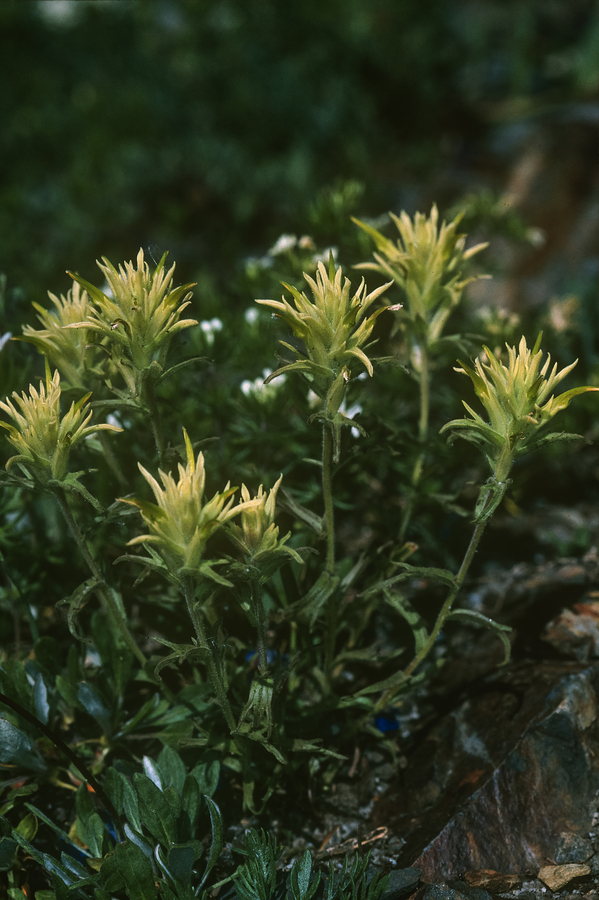Castilleja viscidula