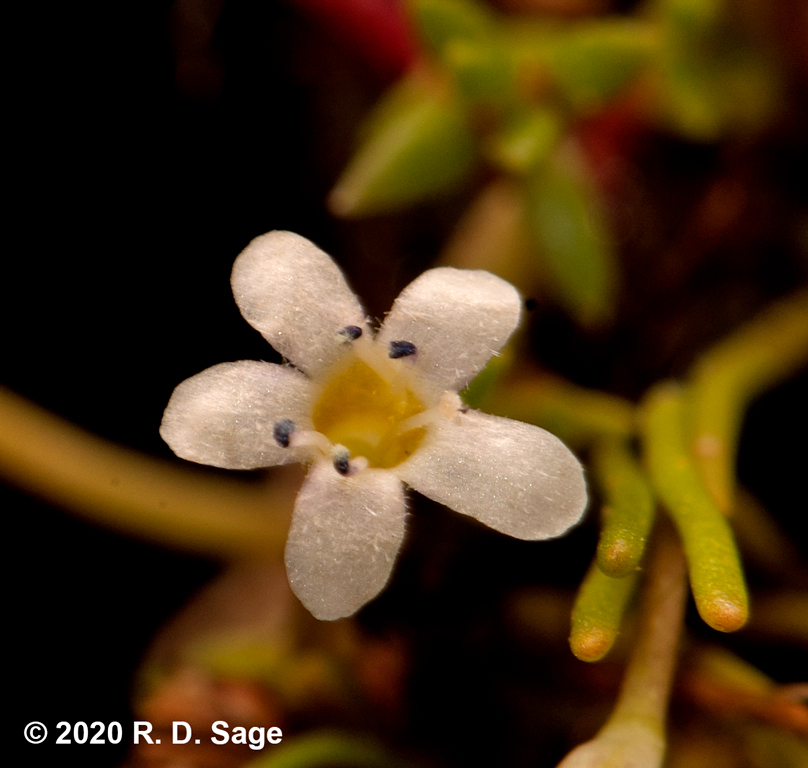 Limosella australis Limosella australis