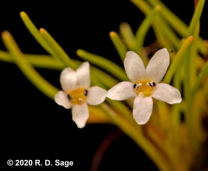 Limosella australis Limosella australis