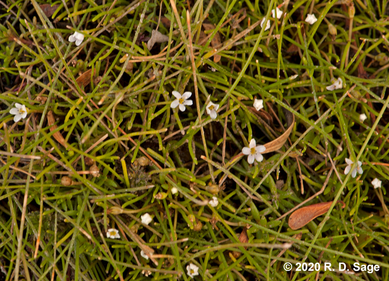 Limosella australis Limosella australis