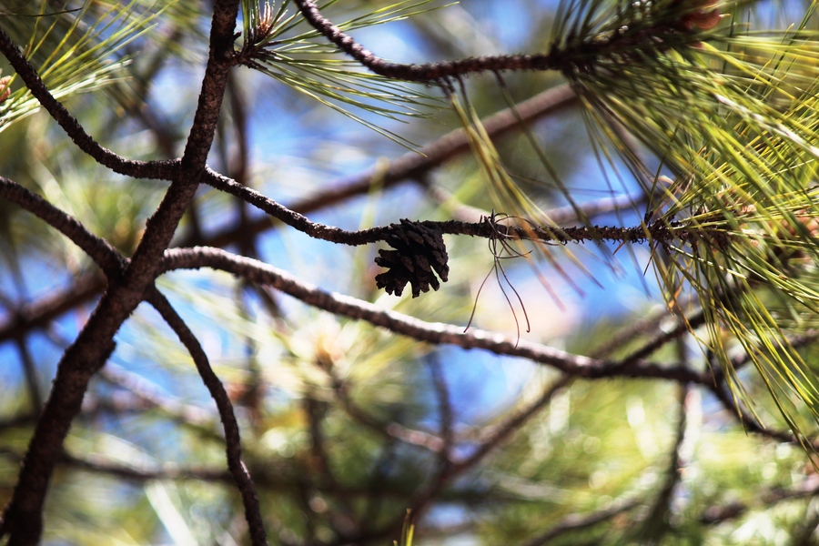 Pinus herrerae