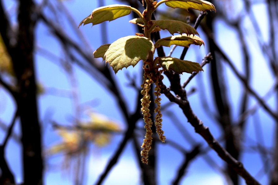 Quercus mcvaughii
