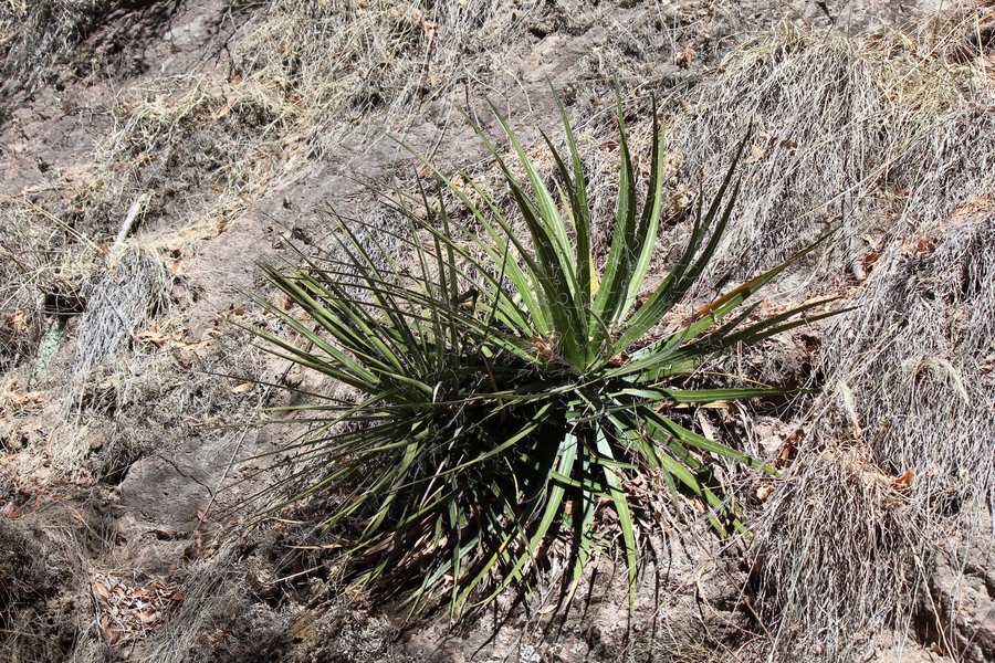 Agave multifilifera