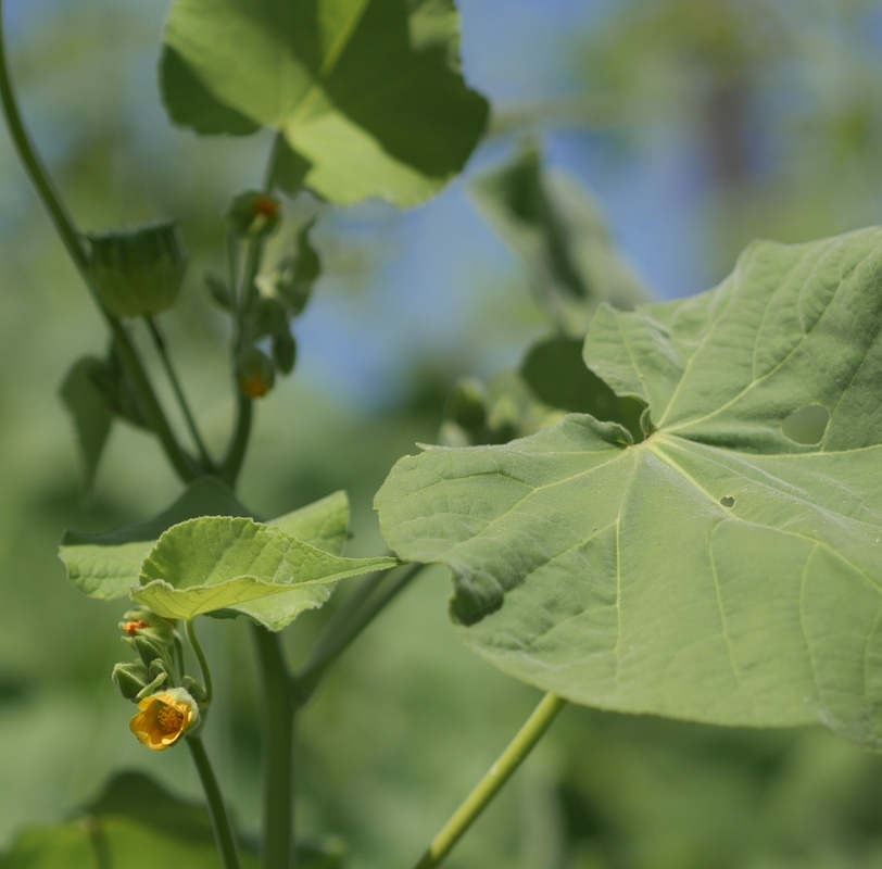 Abutilon theophrasti