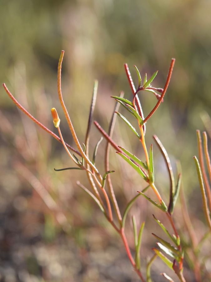 Camissonia strigulosa