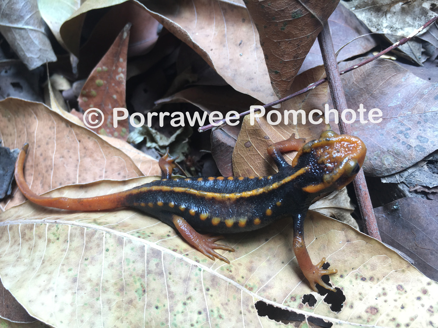 Tylototriton verrucosus Tylototriton verrucosus