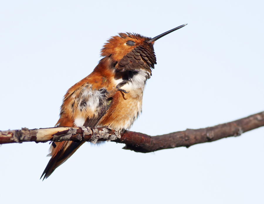 Selasphorus rufus Selasphorus rufus