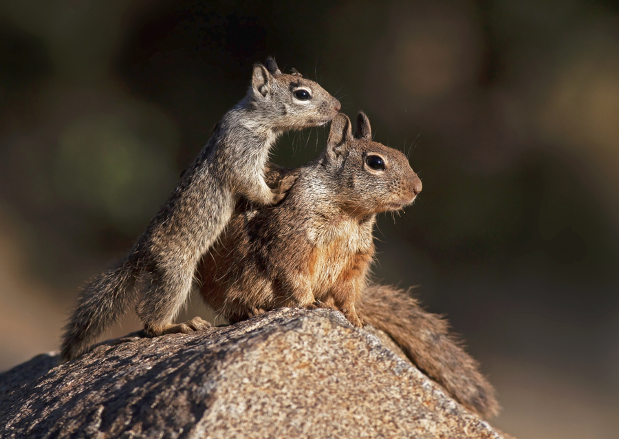 Otospermophilus beecheyi