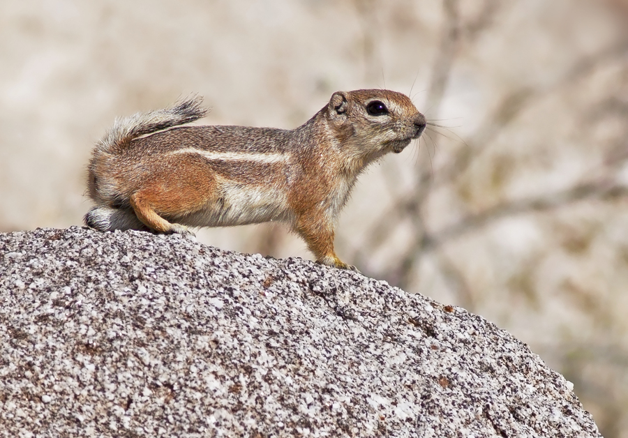 Ammospermophilus leucurus