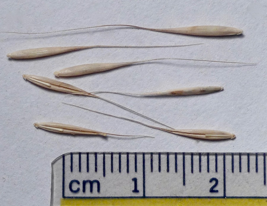Elymus glaucus