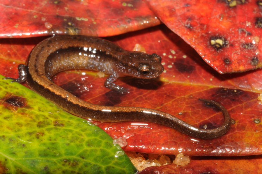 Eurycea hillisi Eurycea hillisi