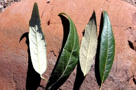 Quercus hypoleucoides
