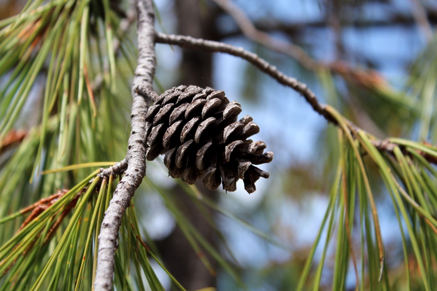 Pinus lumholtzii
