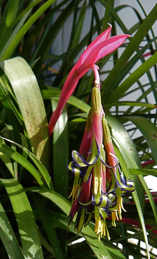 Bilbergia nutans