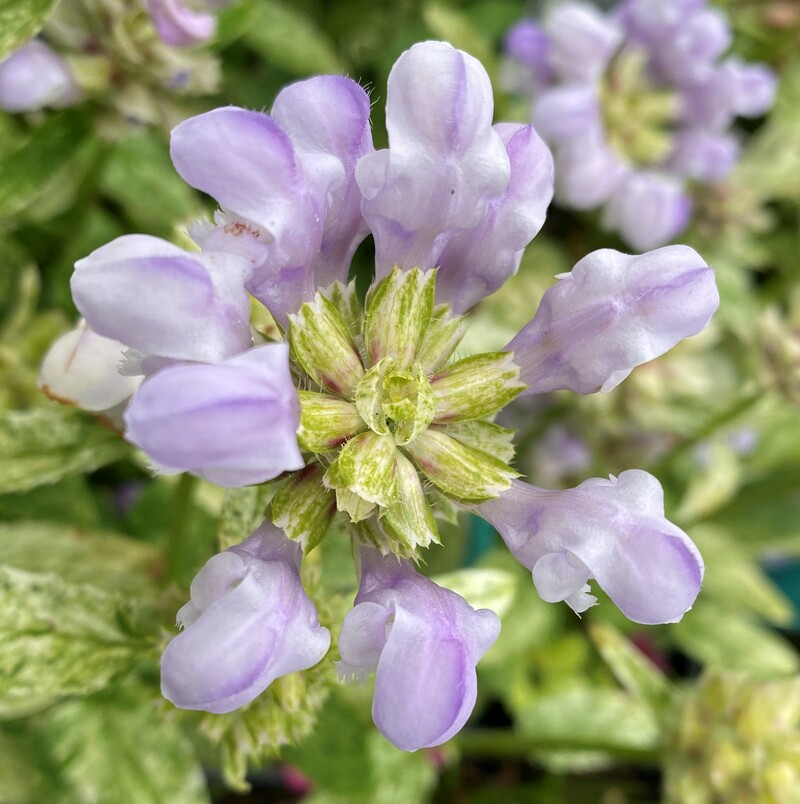 Prunella grandiflora