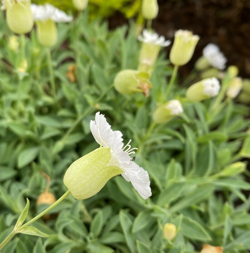 Silene uniflora