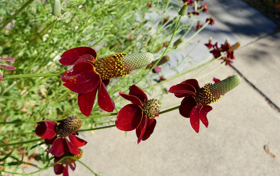 Ratibida columnifera