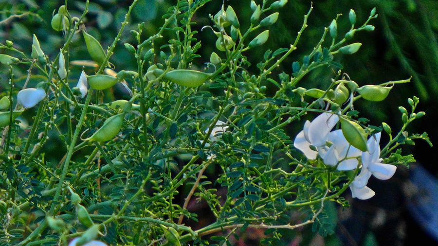 Swainsona galegifolia var. albiflora