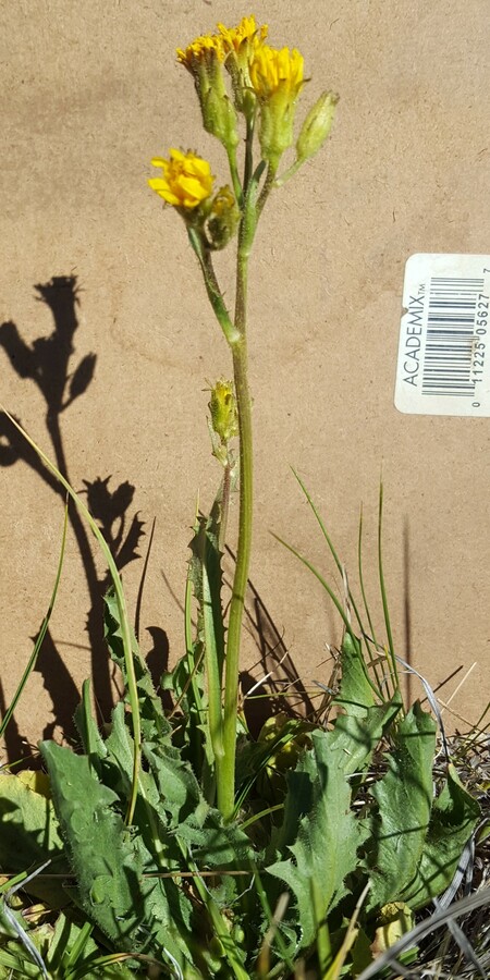 Crepis runcinata