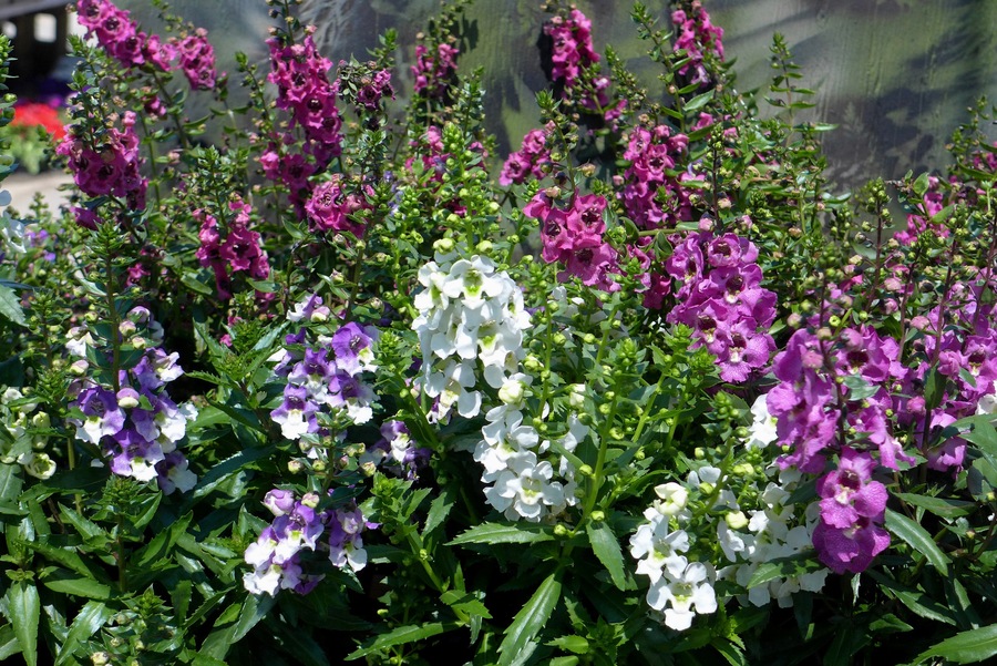 Angelonia angustifolia