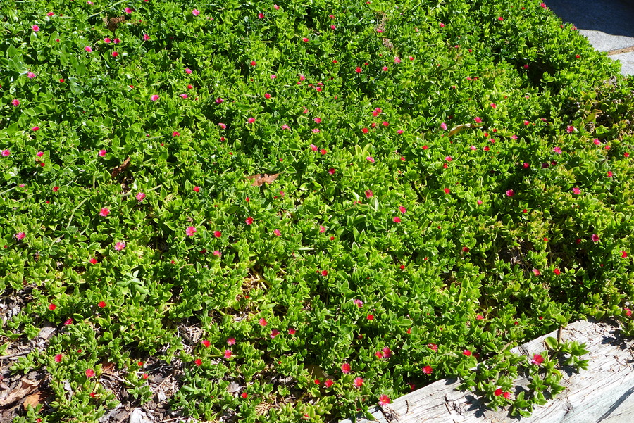 Mesembryanthemum cordifolium