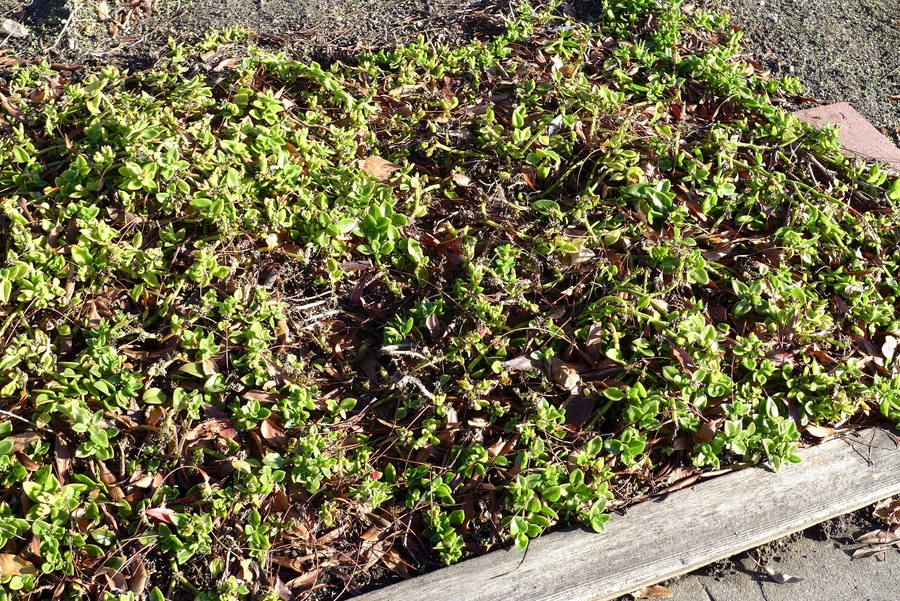 Mesembryanthemum cordifolium