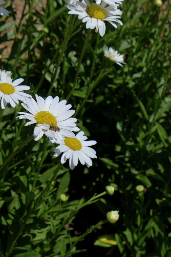 Leucanthemum maximum