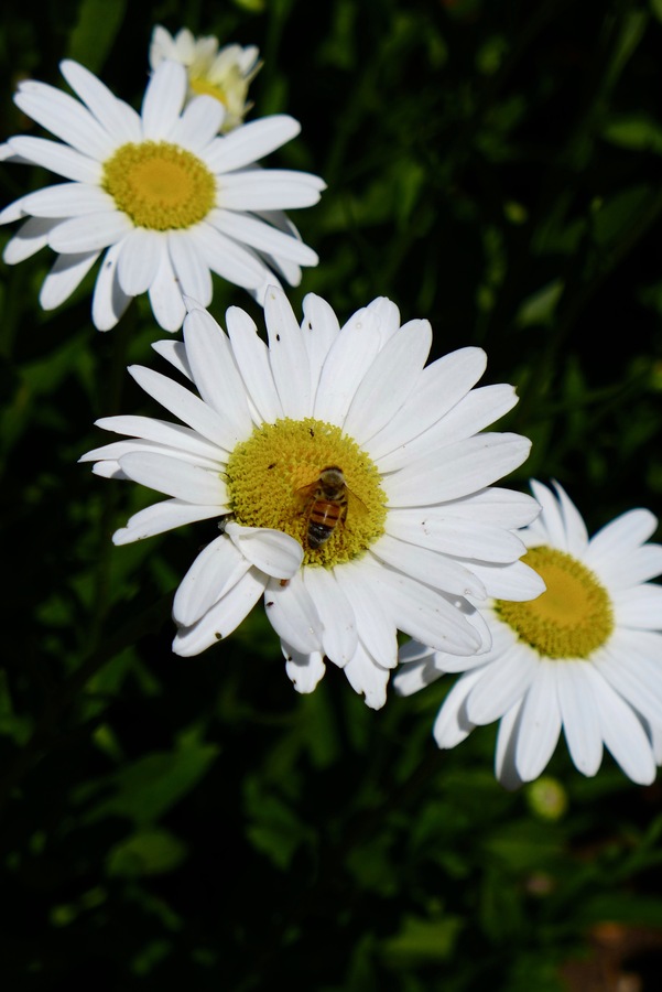 Leucanthemum maximum