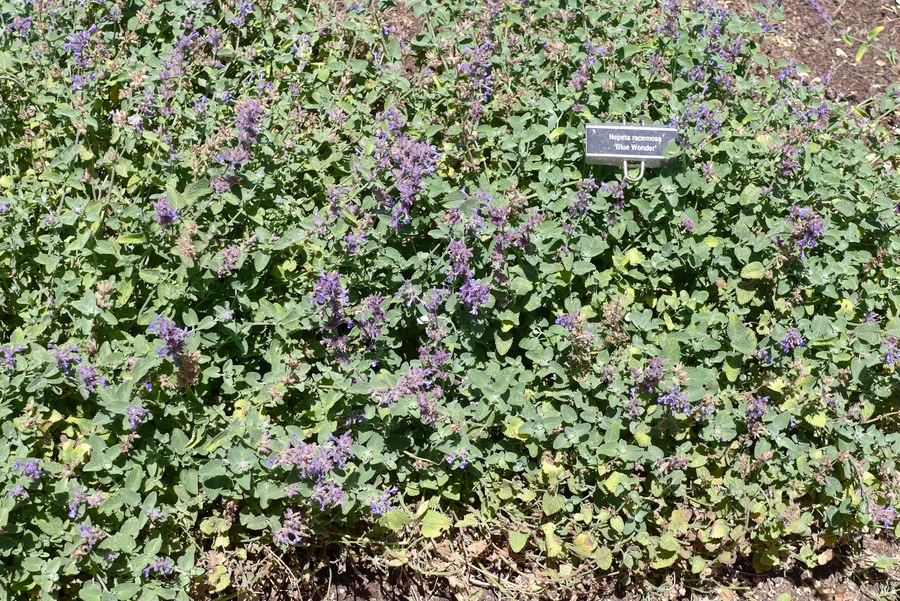 Nepeta racemosa