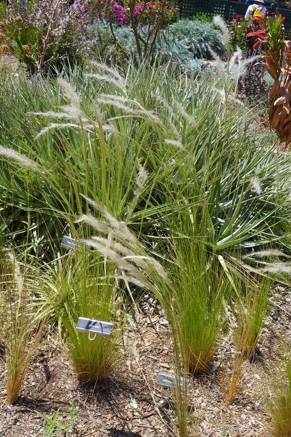 Stipa ichu